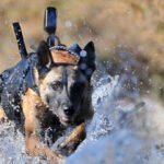 Trump: Cut Your War Dog Loose!